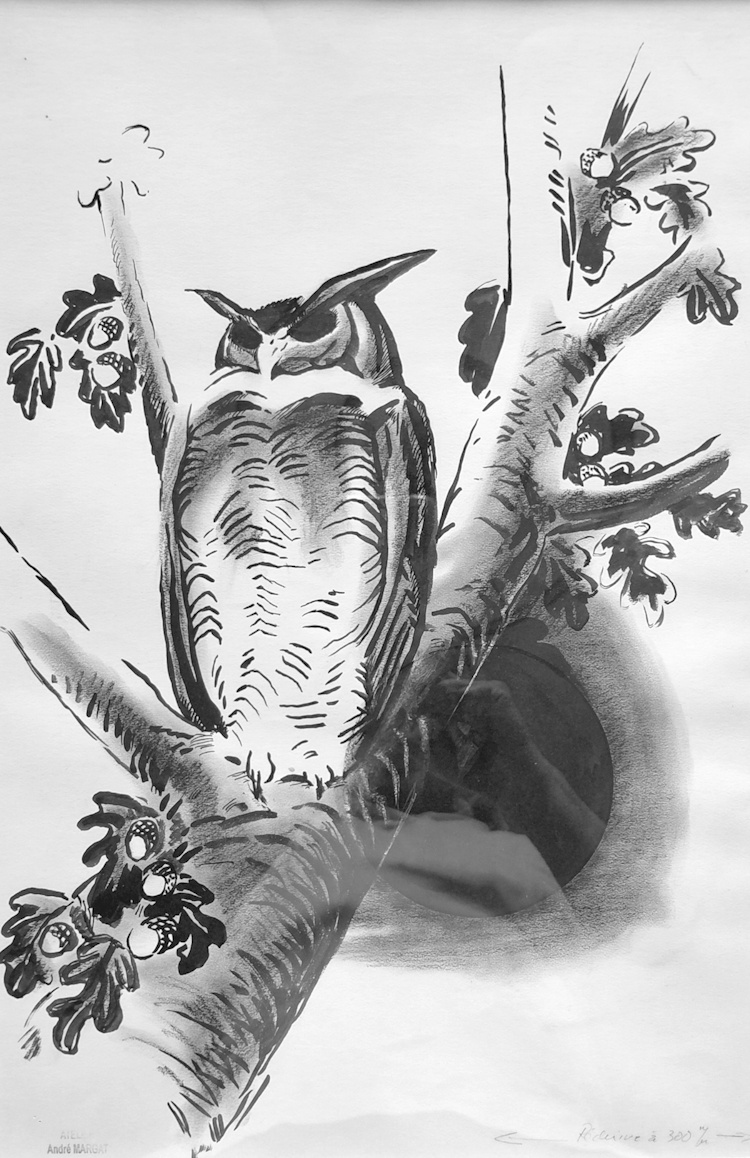 André Margat - Hibou perché sur son arbre